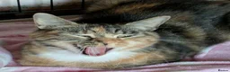 Mixed Breed cats for adoption: CASSIA - Advert 3
