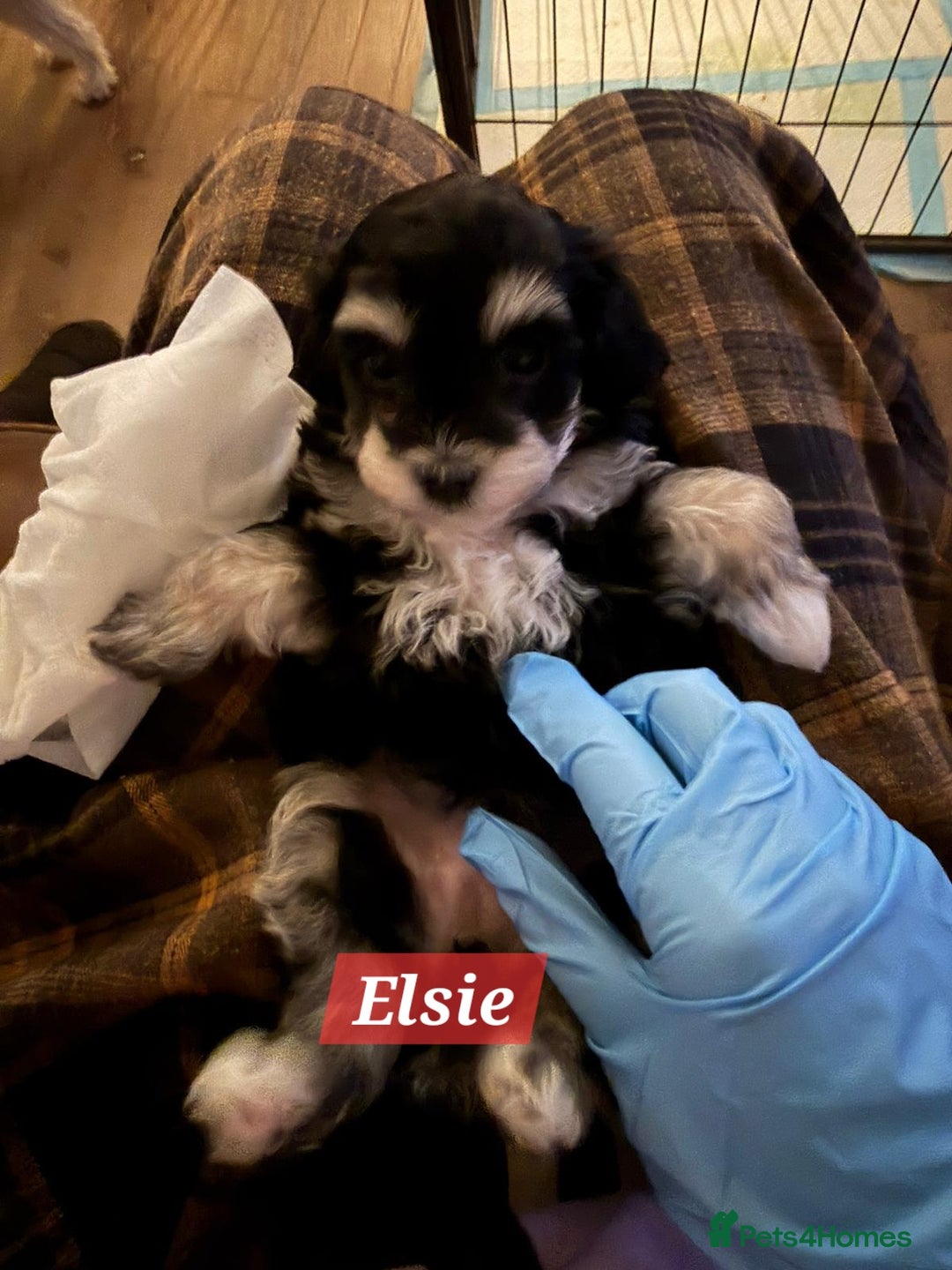 Maltipoo dogs for sale: Multipoo - Advert 13