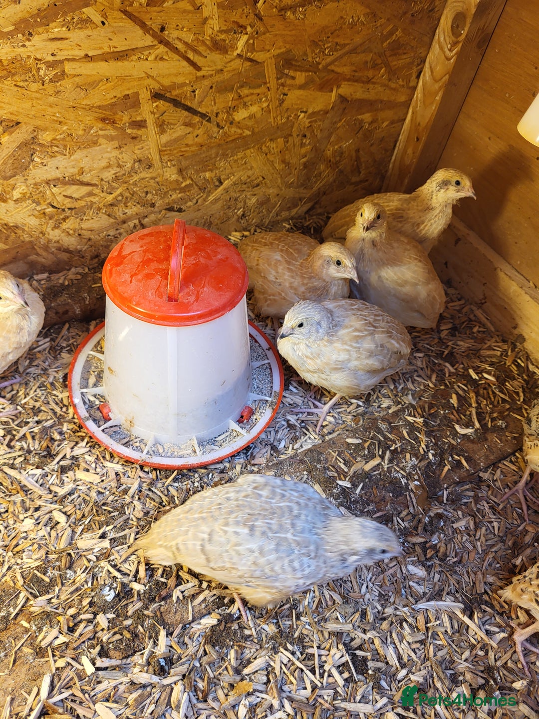 Quail poultry for sale:  Quail checks for sale  - Image 3