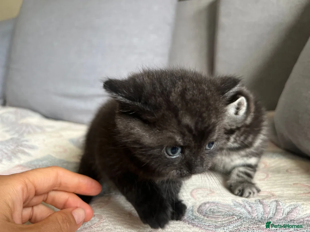 British Shorthair cats for stud: GCCF Registered Full pedigree Ready To Stud in London - Advert 17