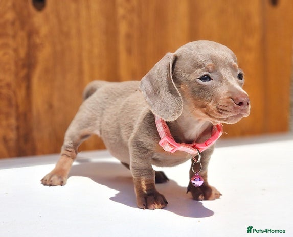 Dachshund dogs ISABELLA DAPPLE FEMALES AVAILABLE - Advert 14
