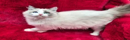 Ragdoll cats for sale: GCCF Registered Ragdoll Kittens  - Advert 19