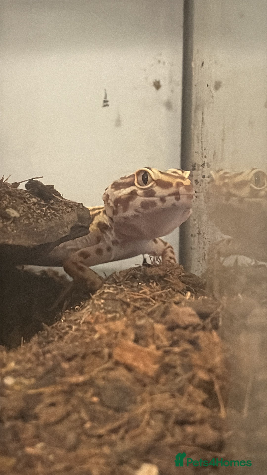 Leopard Gecko reptiles for sale: 2 year old female leopard gecko - Advert 2