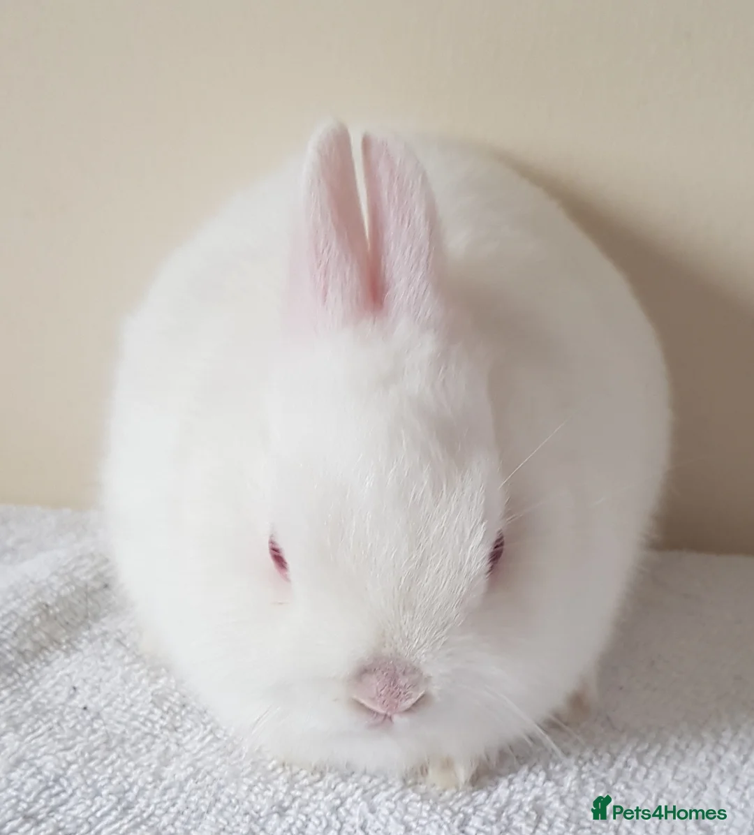 Netherland Dwarf rabbits for sale: Baby Netherland Dwarf Does - Advert 5