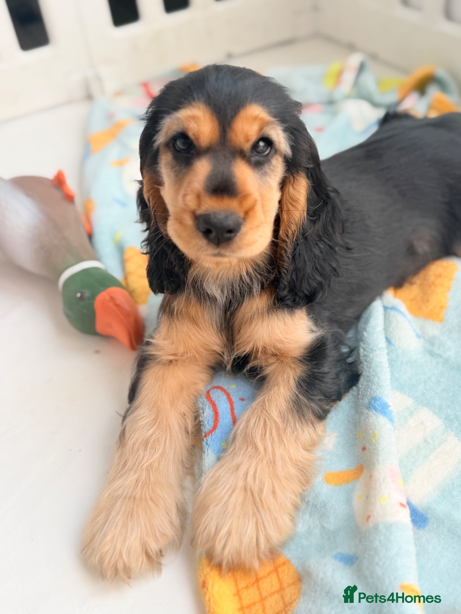Cocker Spaniel dogs Champion Bloodline KC Show Cocker Spaniel Puppies  - Advert 2