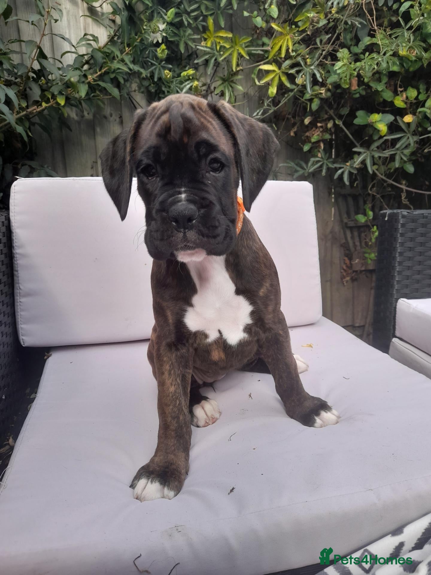 Boxer dogs Beautiful boxer pups for sale - Advert 1