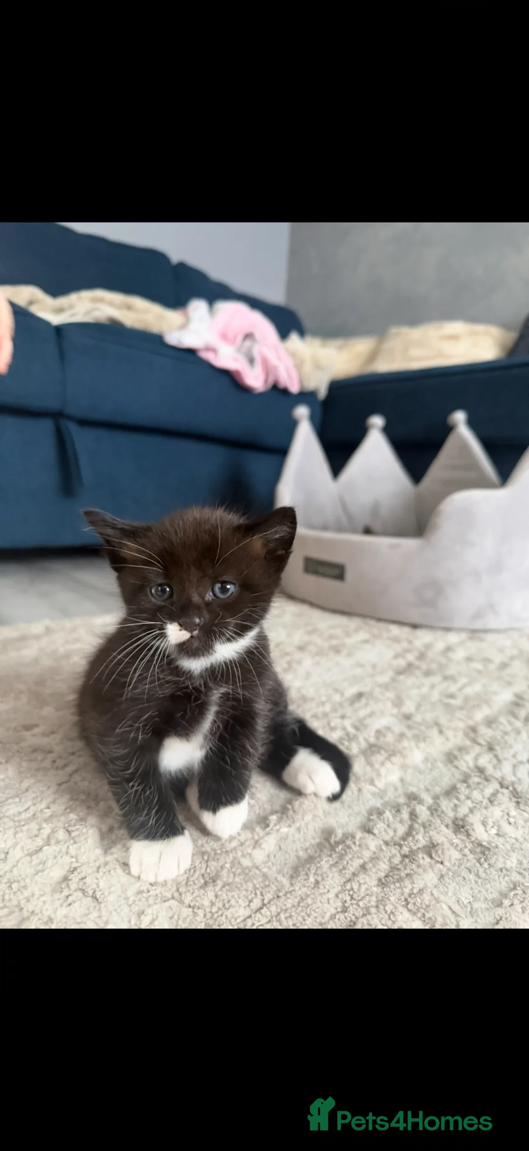 Mixed Breed cats for sale: Beautiful Quality Kittens - Stunning Markings - Advert 2