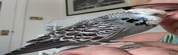 Budgerigars birds for sale: Super Tame Exhibition Budgie - Advert 4