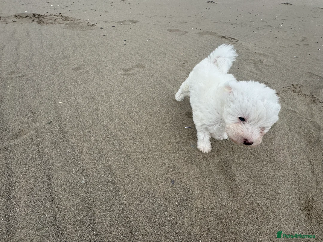 Bichon Frise dogs for sale: 🐾💕🩵Puppies looking for their forever homes!🏡🤍 in Shrewsbury - Advert 7