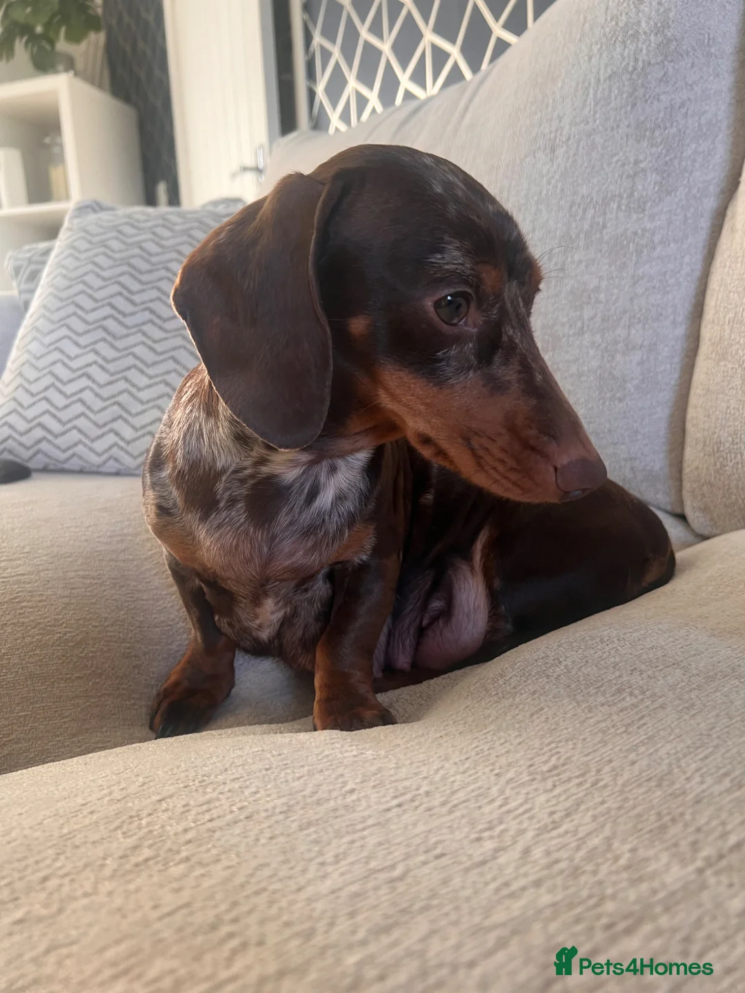 Miniature Dachshund dogs for sale: KC registered miniature dachshunds  - Advert 17