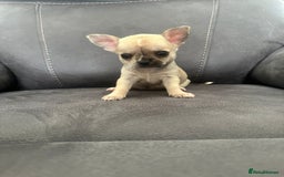 Chihuahua dogs for sale: Chihuahua for sale  - Image 8
