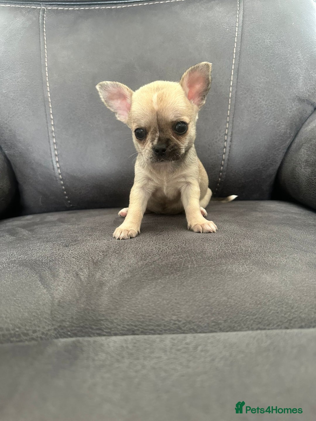 Chihuahua dogs for sale: Chihuahua for sale  - Image 8