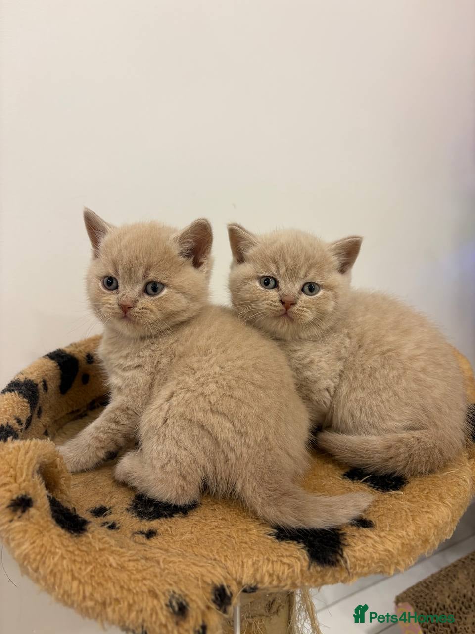 British Shorthair cats Amazing Cream and Blue British Shorthair Kittens - Advert 6