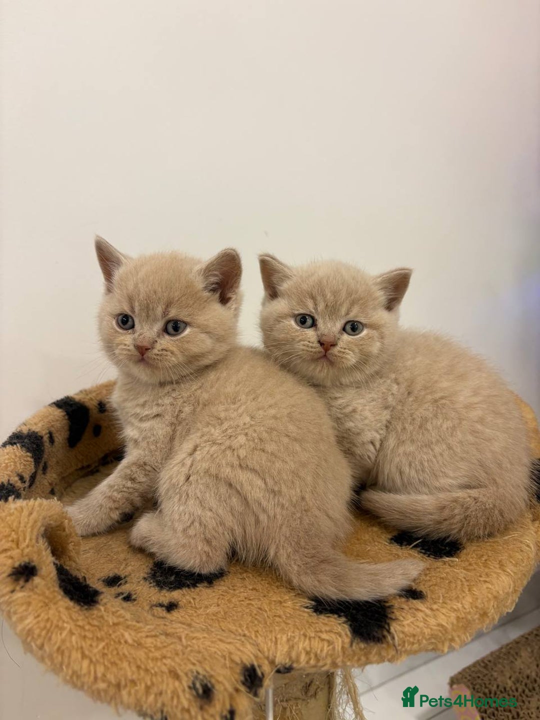 British Shorthair cats for sale: Amazing Cream and Blue British Shorthair Kittens - Advert 1