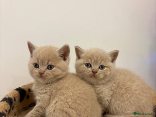 British Shorthair cats Amazing Cream and Blue British Shorthair Kittens - Advert 1