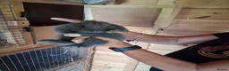 Mini Lop rabbits for sale: Beautiful min lop bunnies  - Advert 12