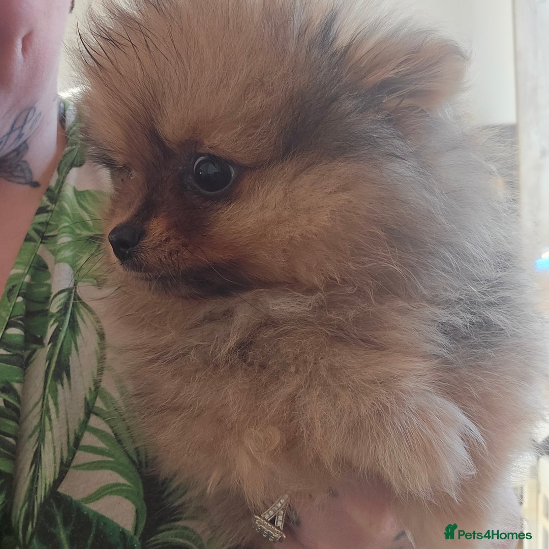 Pomeranian dogs for sale: Female merle pom - Advert 3