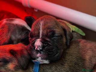 Boxer dogs Boxer Puppies - Advert 5