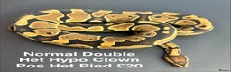 Python Snake reptiles for sale: Royal Pythons  - Advert 2