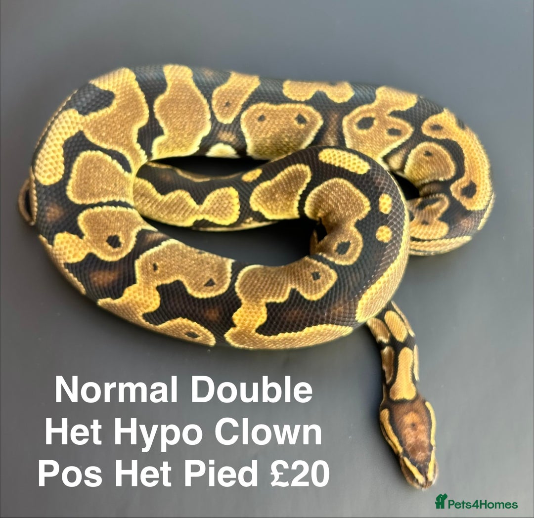 Python Snake reptiles for sale: Royal Pythons  - Advert 2