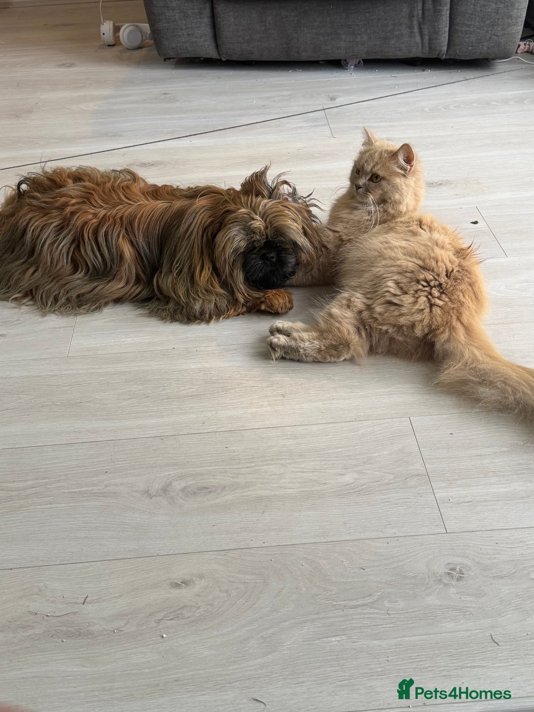 Shih Tzu dogs for sale: 6 month old Shihtzu FEMALE - Image 2
