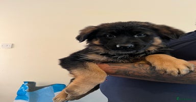 German Shepherd dogs - Advert 10