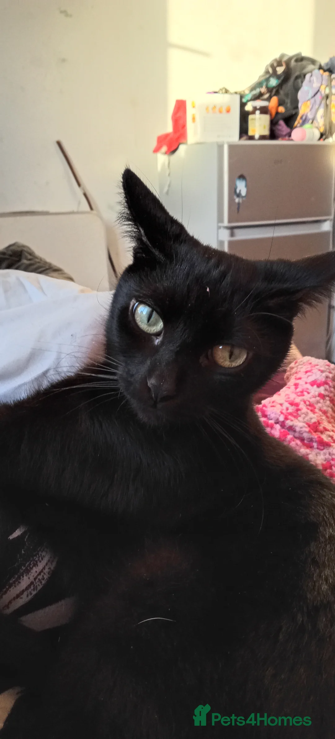 Mixed Breed cats for sale: Beautiful black kittens available  - Advert 2