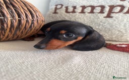 Miniature Dachshund dogs for sale: Miniature smooth dachshund puppies ready now - Image 15