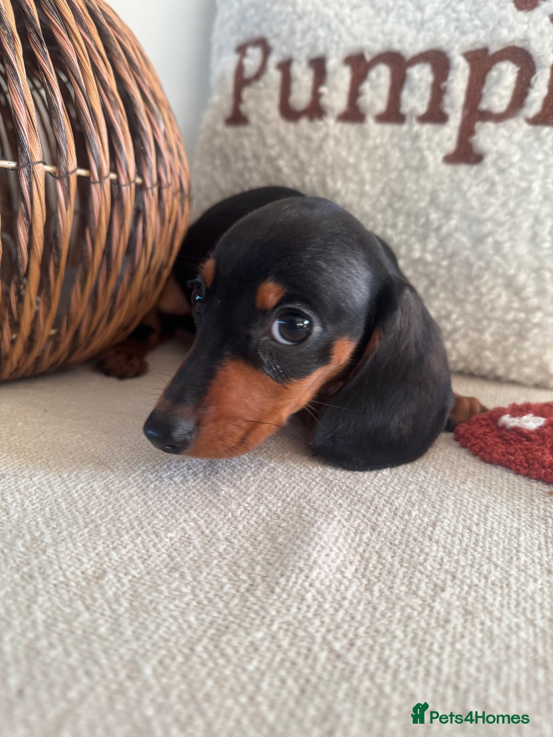 Miniature Dachshund dogs for sale: Miniature smooth dachshund puppies ready now - Image 15