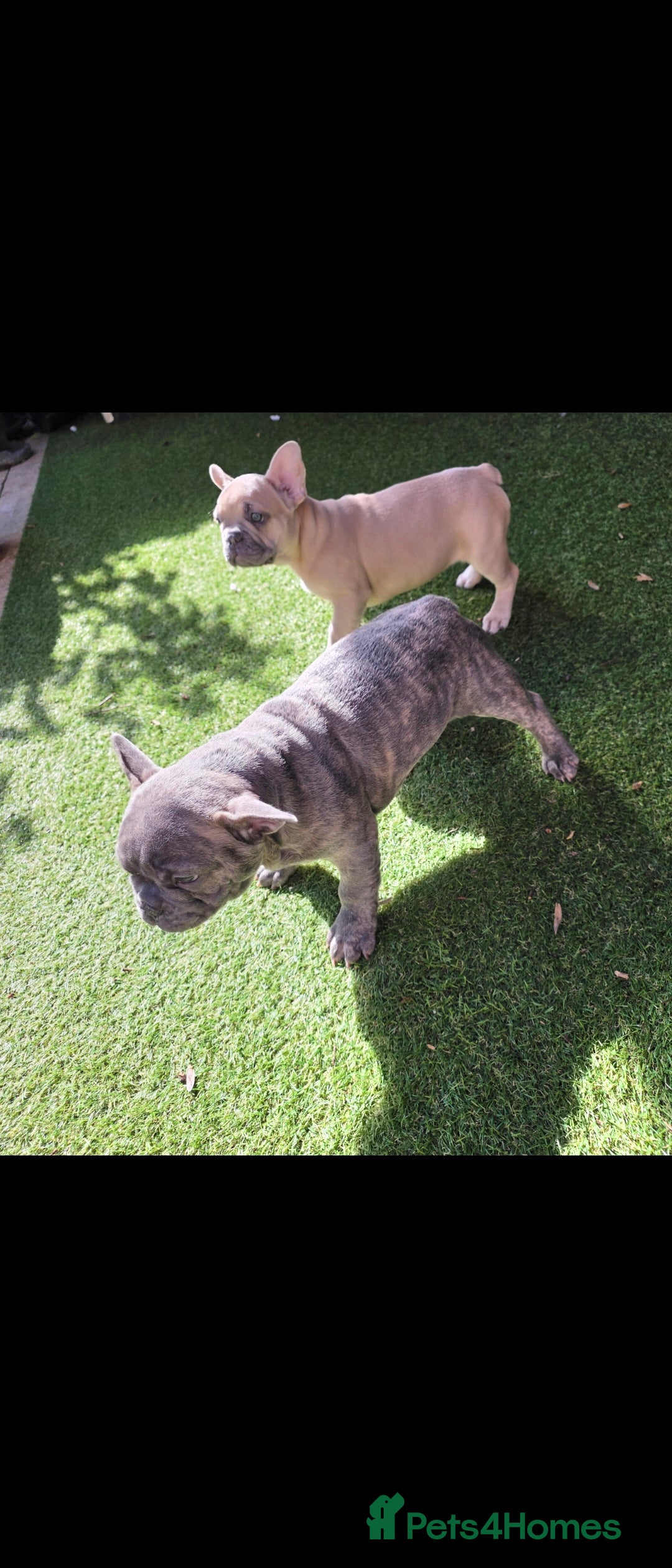 French Bulldog dogs Beautiful Blue French bulldog  - Advert 11