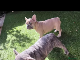 French Bulldog dogs Beautiful Blue French bulldog - Advert 5