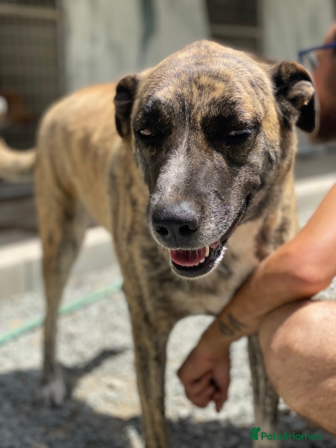 Mixed Breed dogs for adoption: Keira A gentle giant with a goofy grin needs home  - Image 10