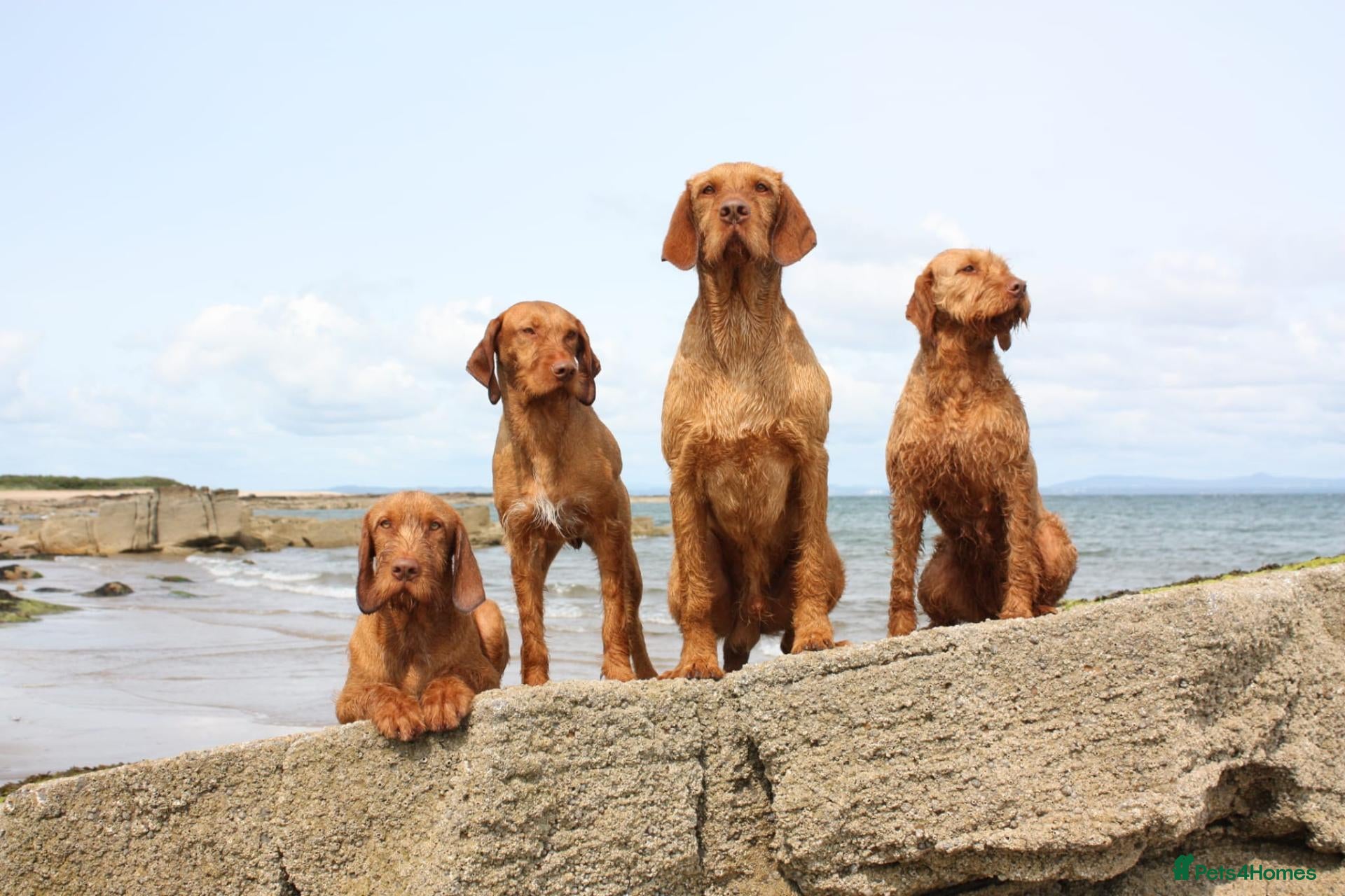 Hungarian Vizsla dogs Hungarian wirehaired vizsla pups for sale - Advert 1