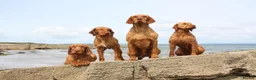 Hungarian Vizsla dogs for sale: Hungarian wirehaired vizsla pups for sale - Advert 1