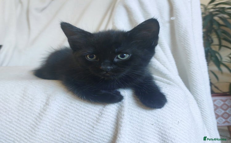 Mixed Breed cats - Advert 4