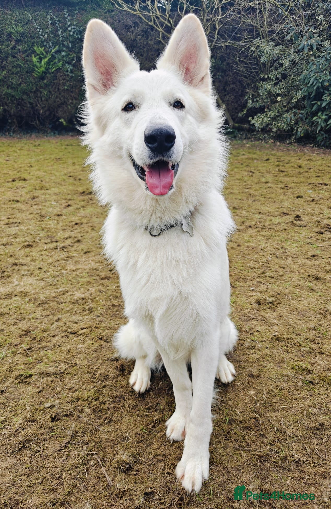 White Swiss Shepherd dogs A stunning big KC Reg White Swiss Shepherd 4 sale - Advert 1