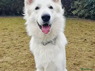 White Swiss Shepherd dogs A stunning big KC Reg White Swiss Shepherd 4 sale - Advert 1