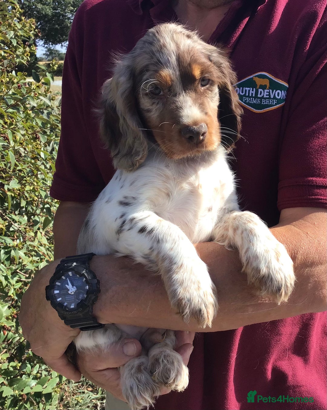 Cocker Spaniel dogs for sale: Whitchurch, Shropshire. Cocker Spaniel Puppies - Image 6
