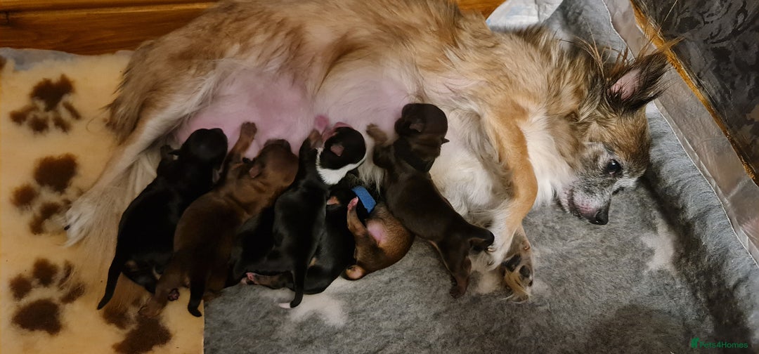 Chorkie dogs for sale: Ready now! Chihuahua x Yorkshire Terrier puppies  - Advert 4