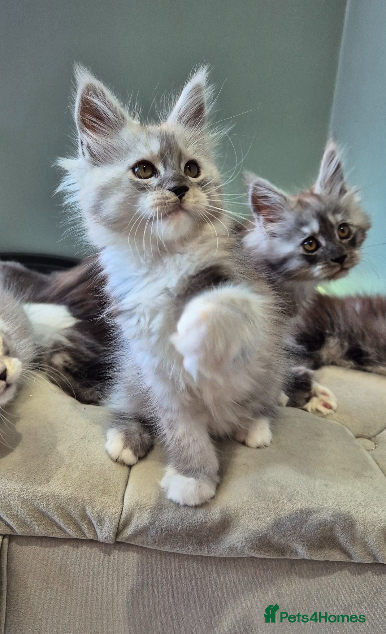 Maine Coon cats Black smoke and Silver kittens - Advert 5