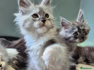 Maine Coon cats Black smoke and Silver kittens - Advert 5