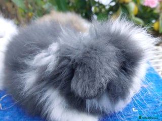 Angora rabbits TEDDYWIDDER BABIES - Advert 5