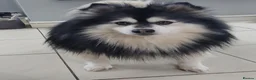 Pomsky dogs for stud: Champ F2 pomsky for stud  in Liverpool - Advert 6