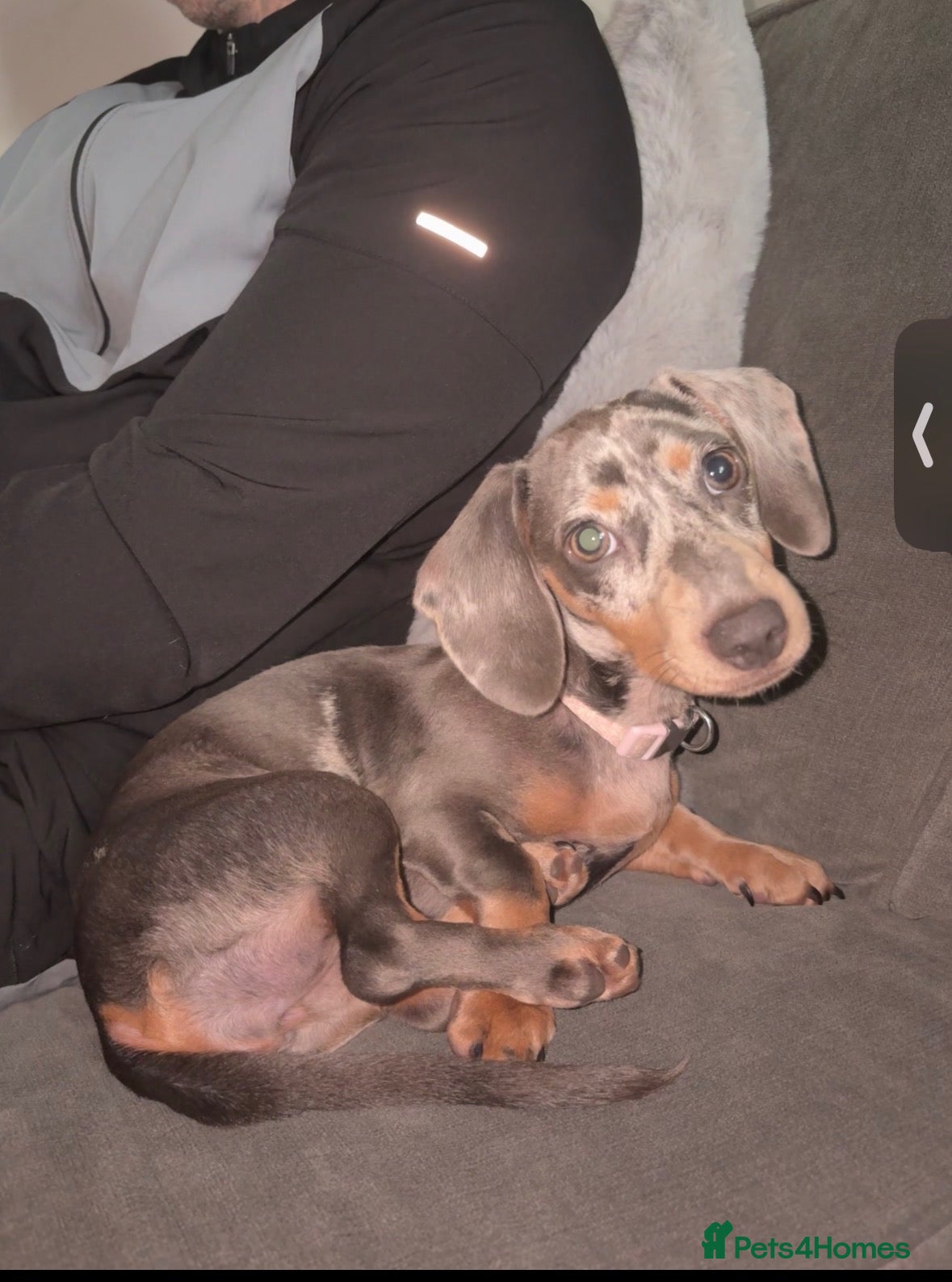 Dachshund dogs Daphine - Advert 1