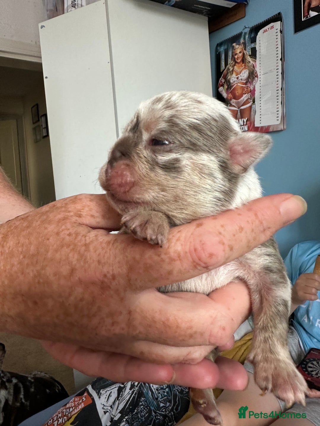 English Bulldog dogs for sale: Beautiful English Bull Dogs KC reg - Image 10