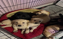 Labrador Retriever dogs for sale: 2 girls 5 boys both vaccinations paid for! - Advert 2
