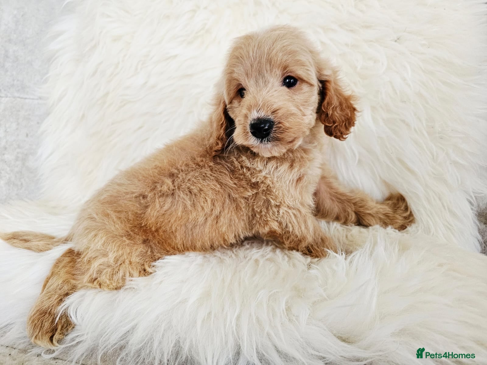 Cockapoo dogs *READY NOW* F1B COCKAPOO 3 puppies available  - Advert 13