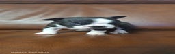 Boston Terrier dogs for sale: WILDAX KC REGISTERED PUPPIES - Advert 2
