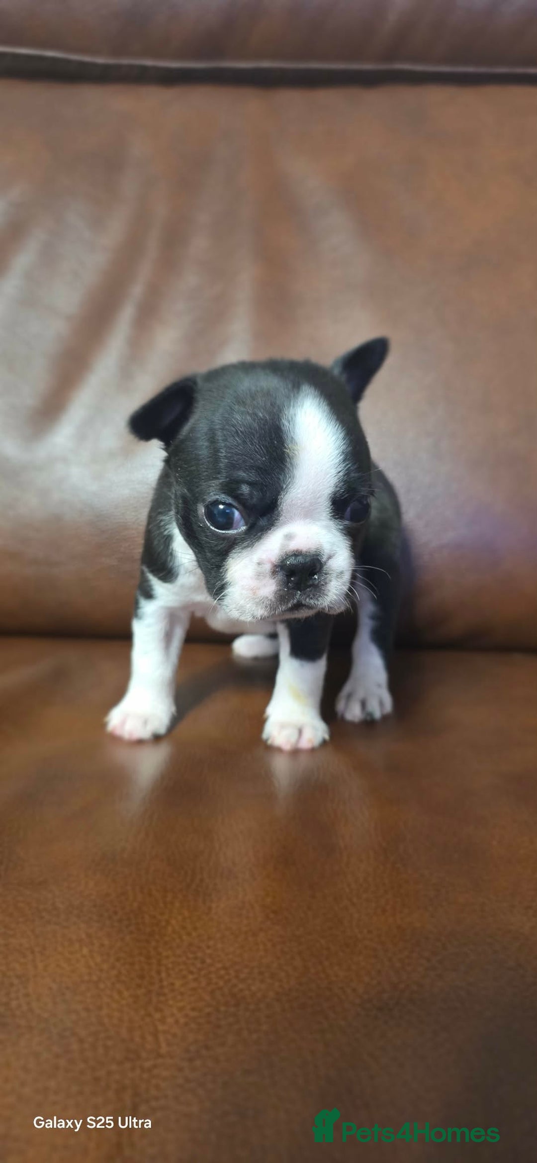 Boston Terrier dogs for sale: WILDAX KC REGISTERED PUPPIES - Advert 2