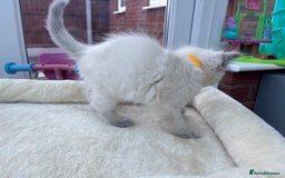 Ragdoll cats for sale: **Gorgeous Ragdolls**  - Advert 11